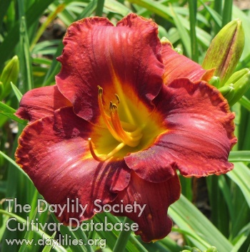 Daylily Fielders Choice